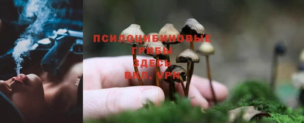 крисы Магас