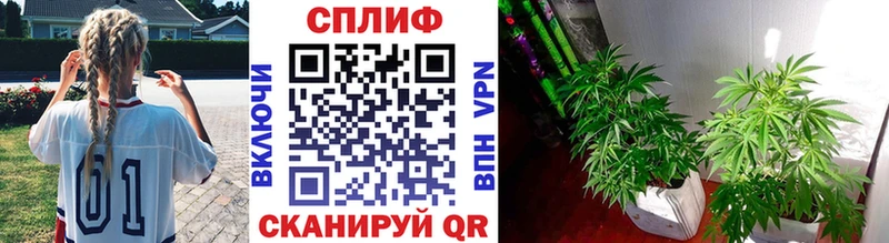 Марихуана планчик  Мураши 